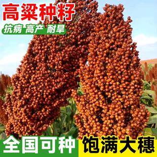 红高粱种籽矮杆种子酿酒高梁粮甜杆高粱糯红缨子正宗高产早熟四季