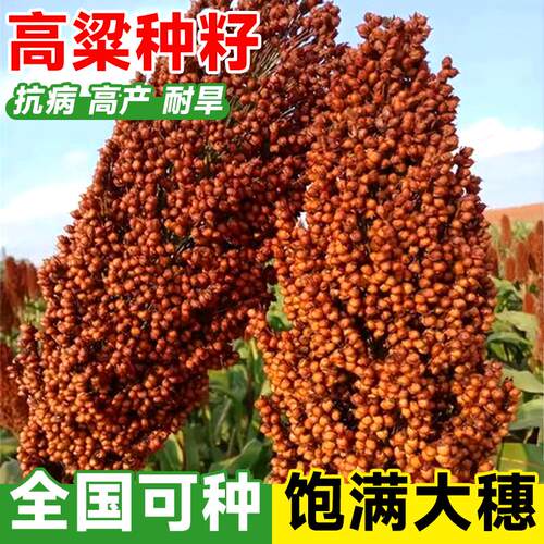 红高粱种籽矮杆种子酿酒高梁粮甜