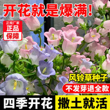 风铃草花种子四季播种开花爆盆阳台好养活多年生绿植花卉盆栽花籽