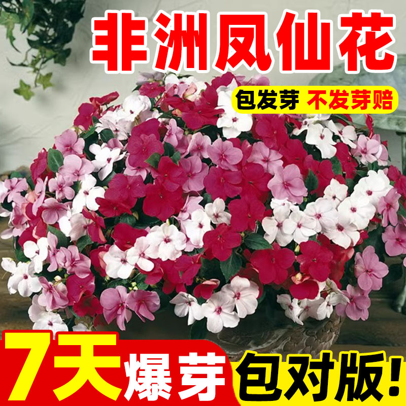 非洲凤仙花种子四季播种开花