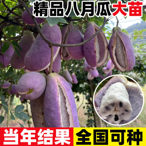八月瓜树苗无籽水果苗瓜种八月炸