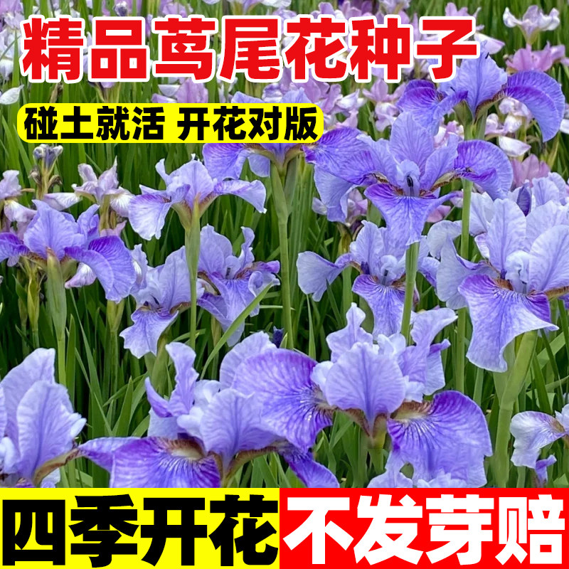 蓝花鸢尾花种子四季开花易活蝴蝶兰花籽阳台庭院盆栽花苗景观花海