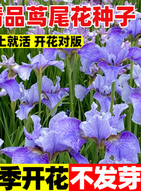 蓝花鸢尾花种子四季开花易活种籽