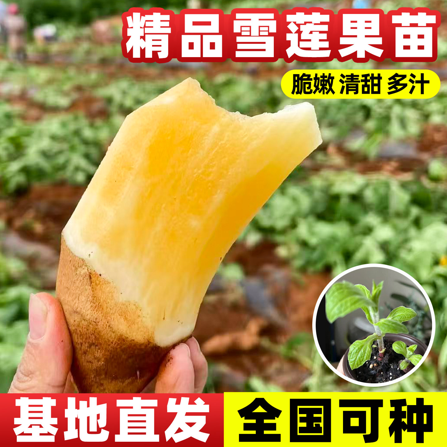 雪莲果秧苗现挖带土多芽正宗种苗南北方四季种植早熟高产雪莲果苗