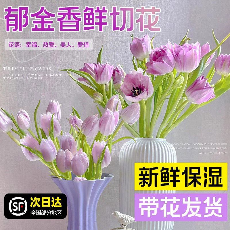 郁金香鲜花云南基地直发顺丰