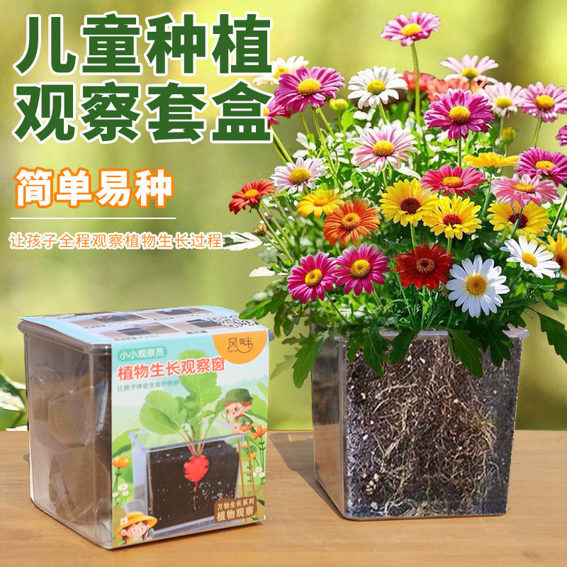 除虫菊种子儿童种植观察小盆栽学生实验草莓四季开花太阳花种籽孑