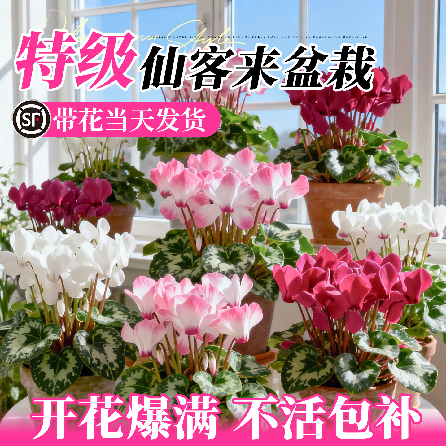 仙客来盆栽带花特大号兔子花卉