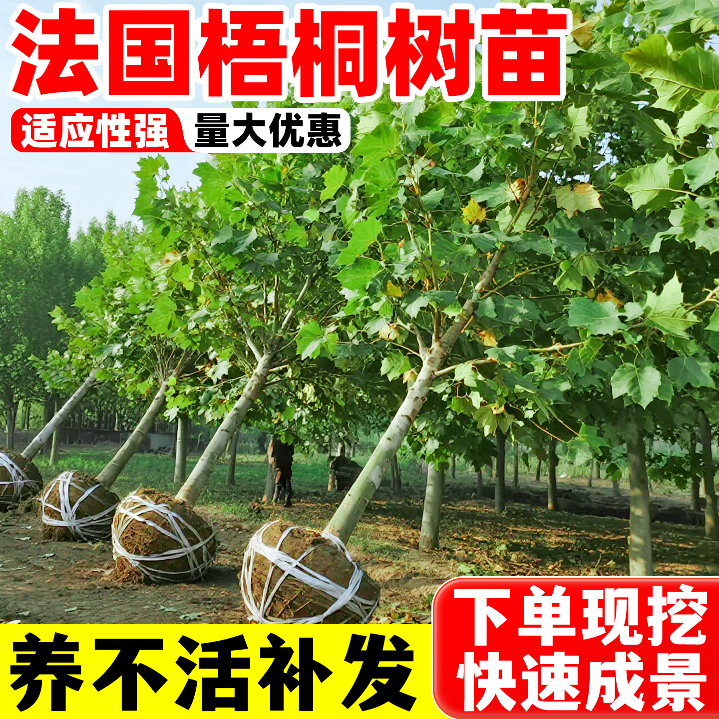 法国梧桐树树苗大树庭院风景树行