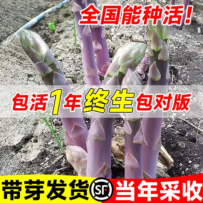 紫色芦笋根苗带芽带土芦笋种苗种