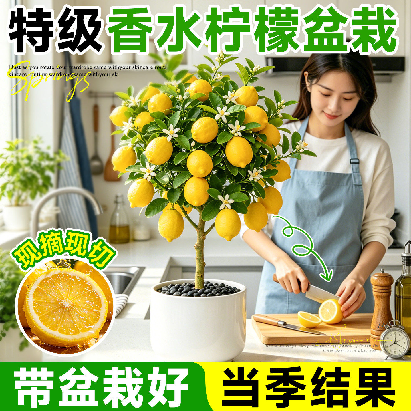 柠檬树香水盆栽客厅绿植香水柠檬老桩带果可食用室内阳台四季好养