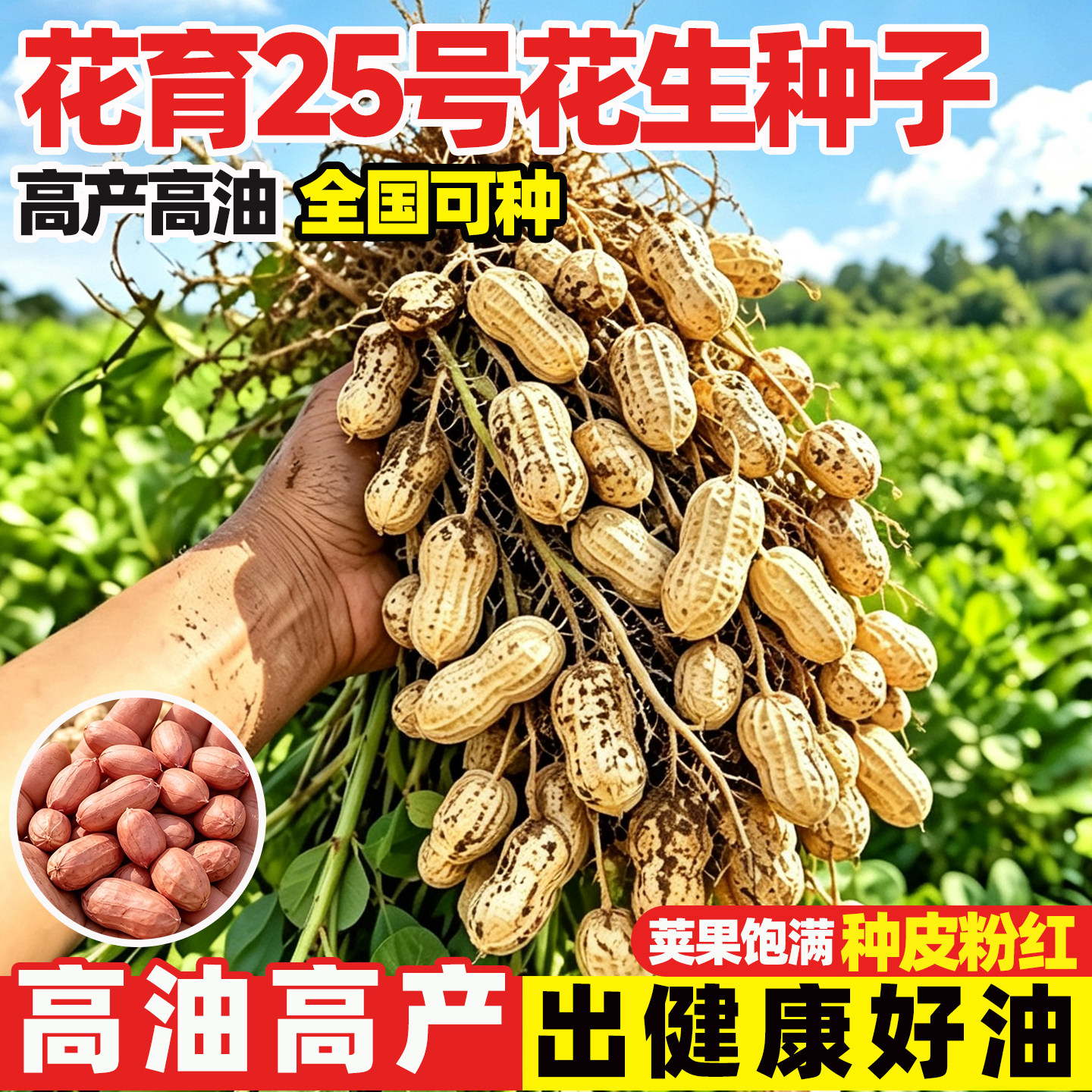花育25号花生种子薄壳大果矮杆早熟抗病抗旱高产油食两用大田原种