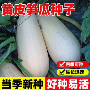 四季高产黄皮大笋瓜种子大南瓜白玉瓜角瓜种籽高产吊瓜蔬菜种籽孑