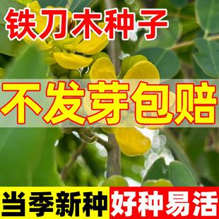 铁刀木树种子四季播鸡翅木黑檀黑心树常绿乔木耐热耐寒易成活树种