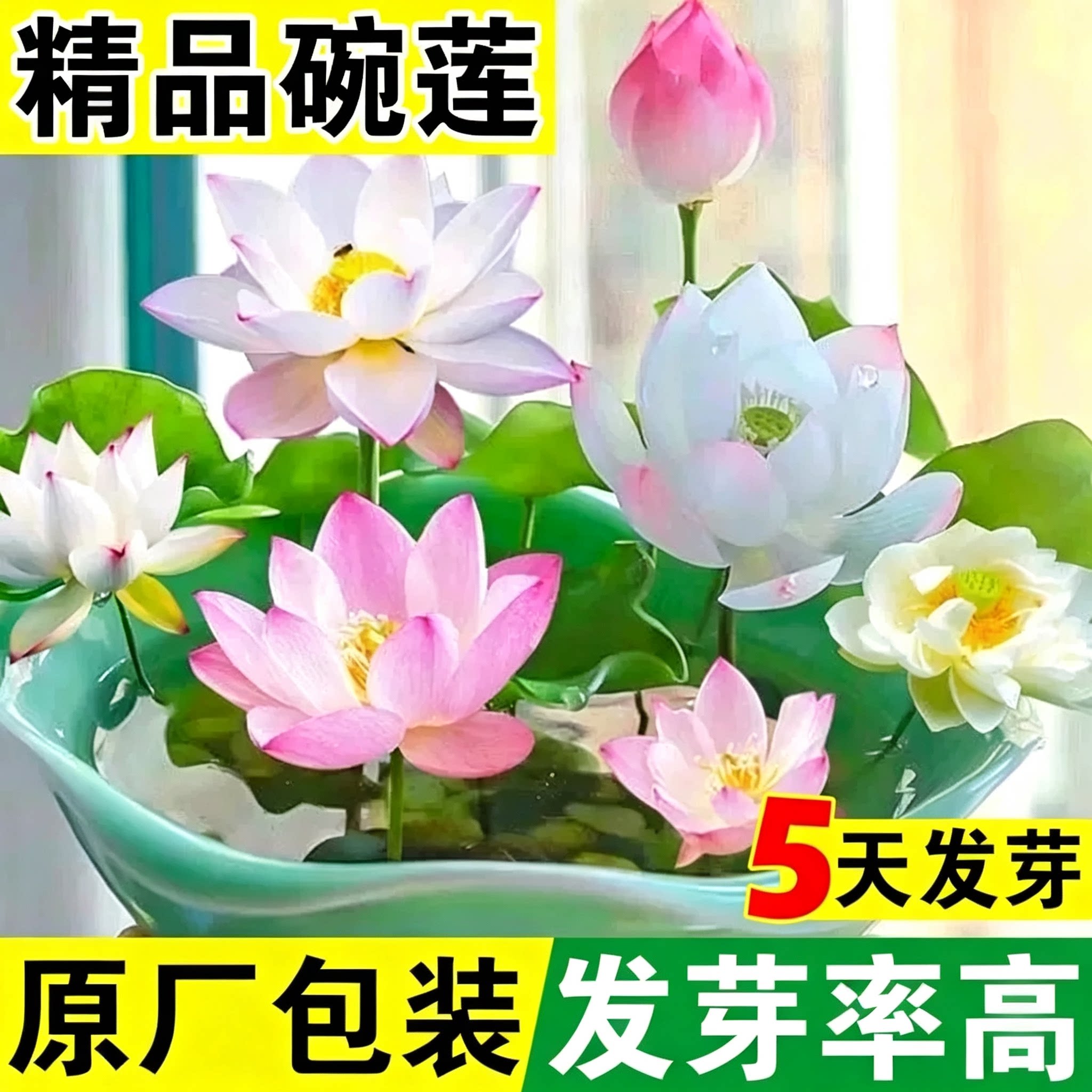 水培碗莲种籽孑睡莲四季植物荷花开口七彩盆栽开花铜钱草草籽种子