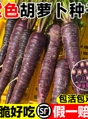 紫色胡萝卜种籽子孑紫黑色水果胡罗卜种庭院阳台盆栽四季蔬菜种子