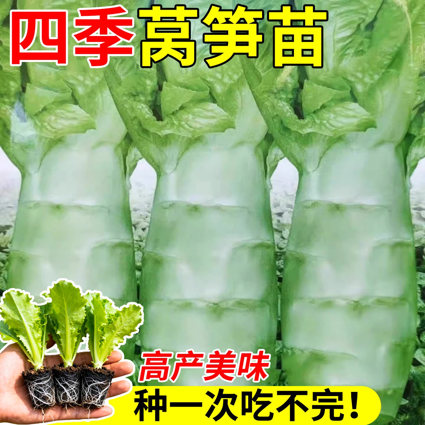蔬菜批发各种冬季当季冬寒抗寒种图片