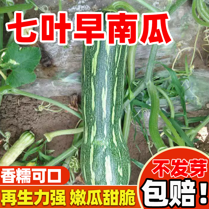 七叶旱南瓜种子早熟高产抗病种子