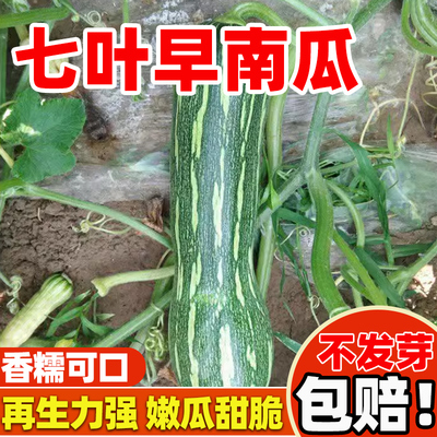 七叶旱南瓜种子早熟高产抗病种子