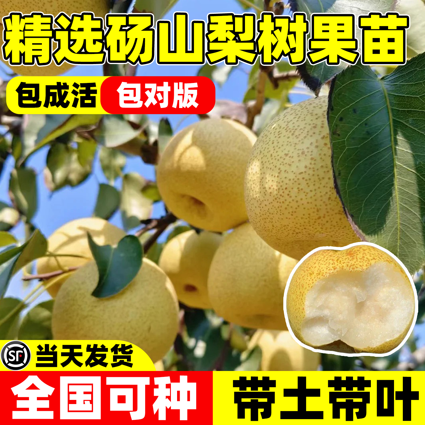 嫁接砀山梨树果苗别墅庭院地栽