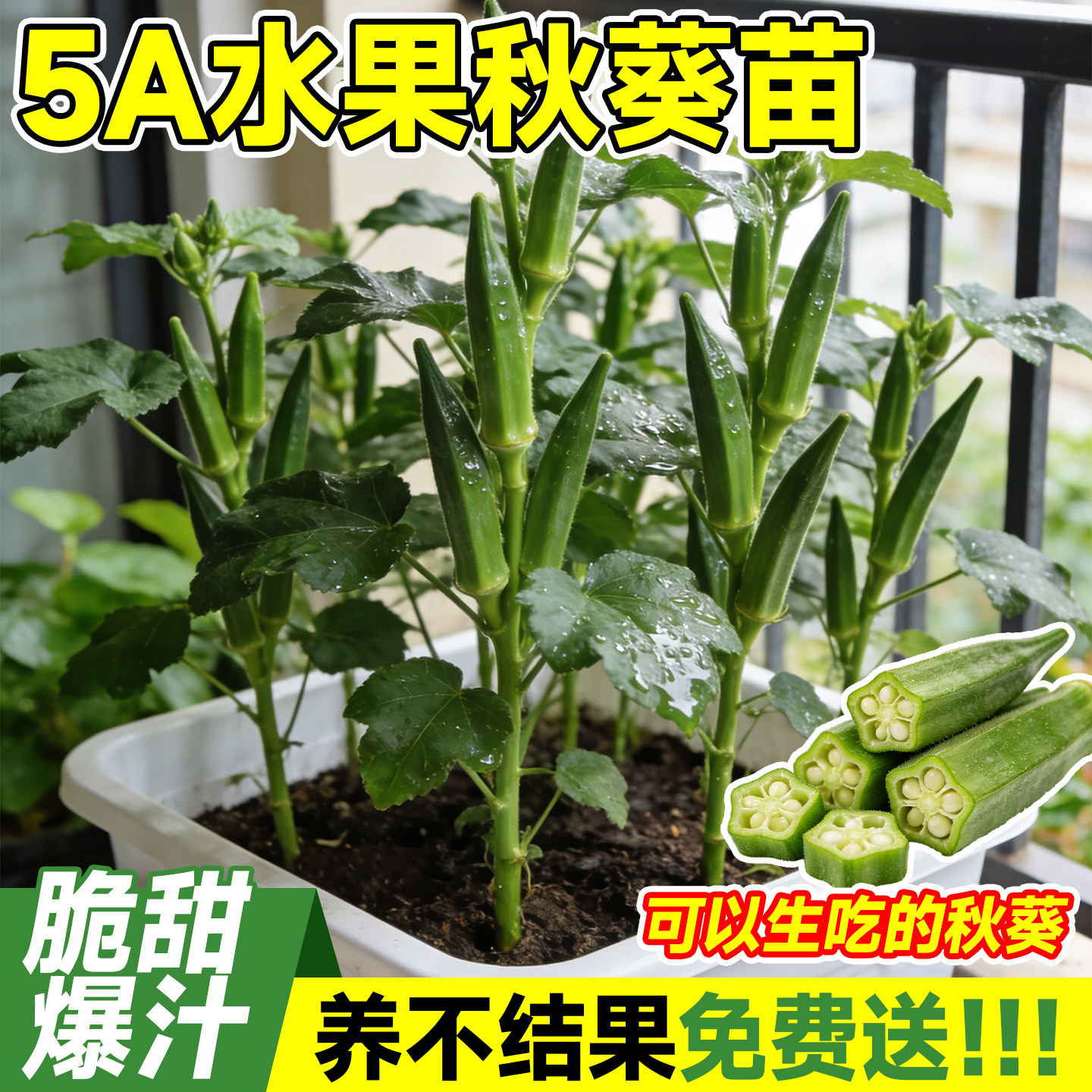 水果秋葵秧苗带土四季图片