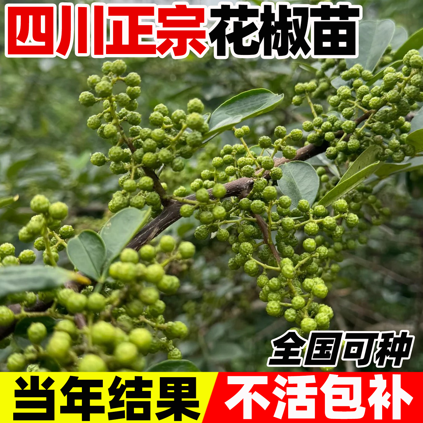 四川藤椒树苗九叶青无刺花椒树苗