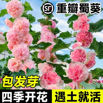 重瓣蜀葵种子花籽四季播开