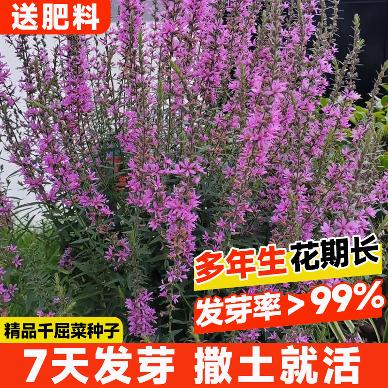 千屈菜种子四季开花不断室图片