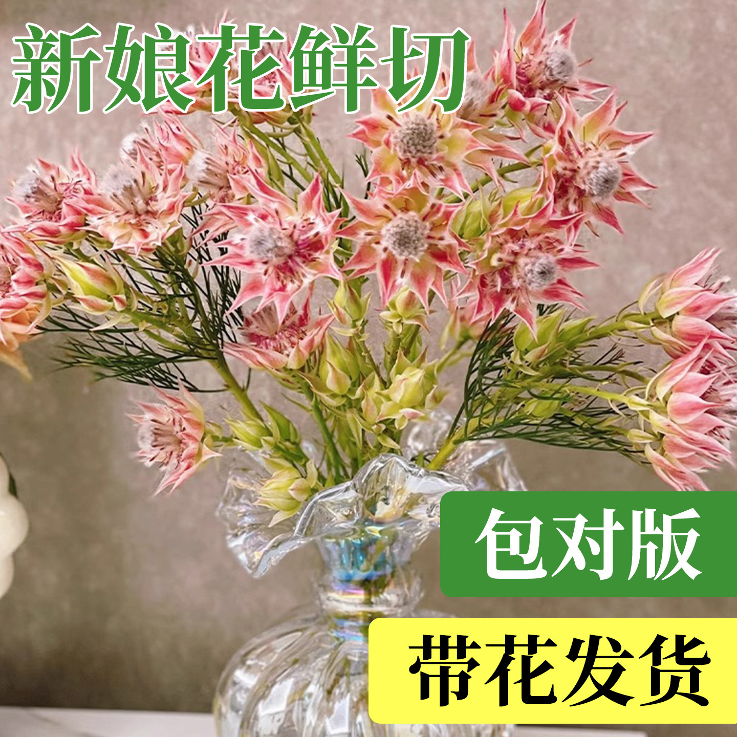 南非进口新娘花鲜花云南直发鲜切图片