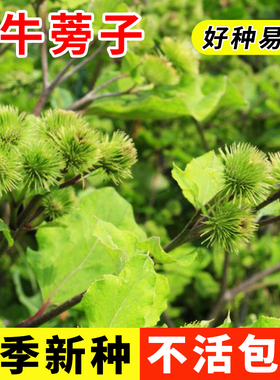 牛蒡子种子大力子恶实牛蒡四季种植东洋参种子东洋牛鞭菜牛蒡种籽