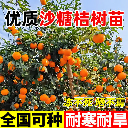 正宗广西沙糖桔子树苗带果砂糖