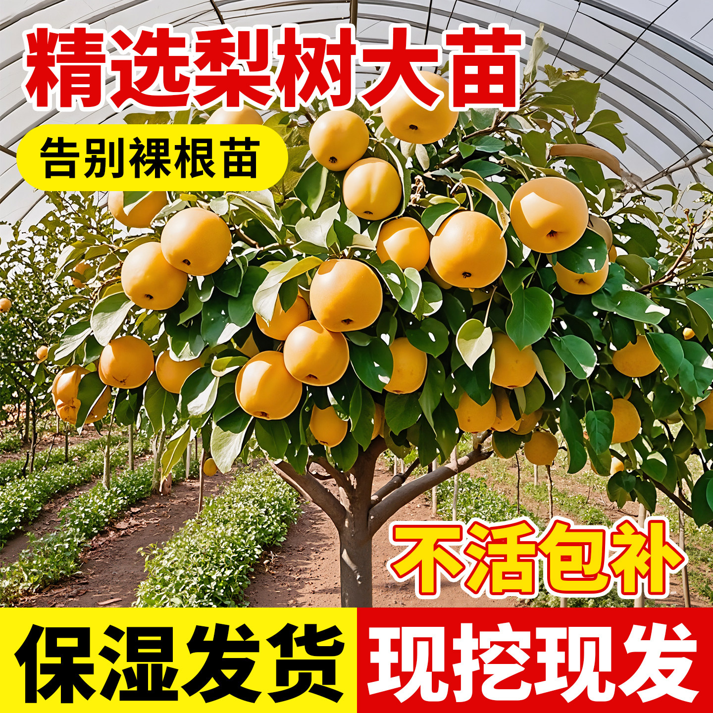 正宗梨树果苗秋月翠冠嫁接