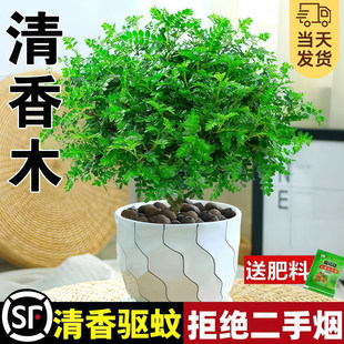 正宗清香木盆栽胡椒木老桩树苗室内驱蚊驱虫植物桌面绿植四季常青
