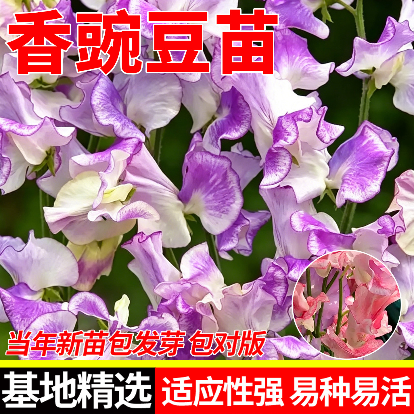 香豌豆盆栽苗月蓝切花植物藤本爬藤阳台多色可选夏秋开花篱笆攀援