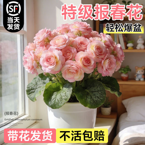 报春花盆栽带花苞玫瑰重瓣花苗种