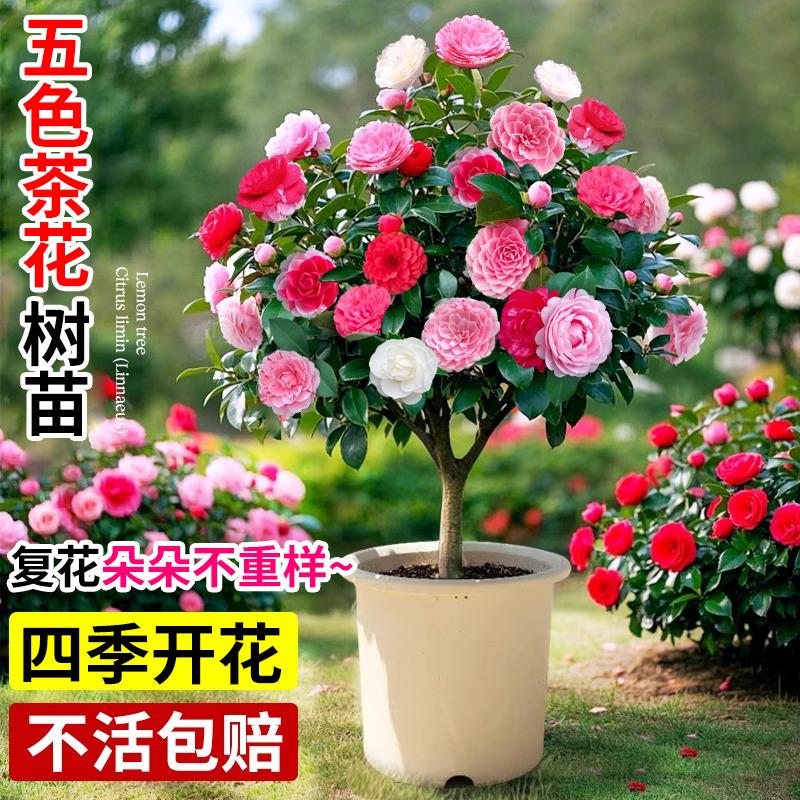 五色赤丹五色茶花树苗室内绿植物