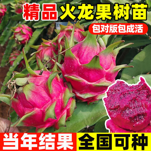 火龙果树果苗盆栽四季结果南北方