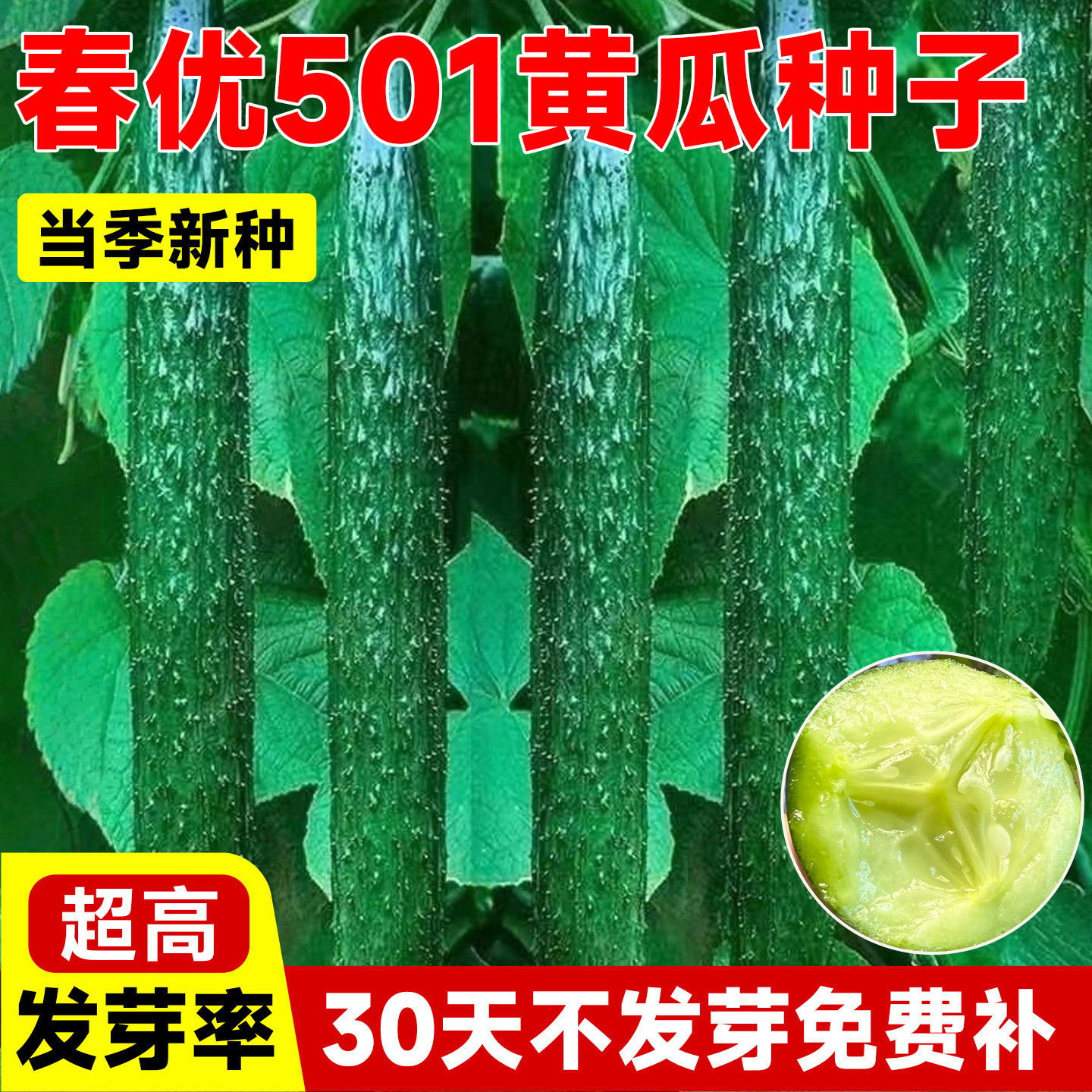 春优501黄瓜种子阳台庭院盆栽玉女水果黄瓜四季易活青皮青肉黄瓜,鲜花速递/花卉仿真/绿植园艺,家庭园艺种子,淘宝优惠券,粉丝福利购,淘宝优惠卷
