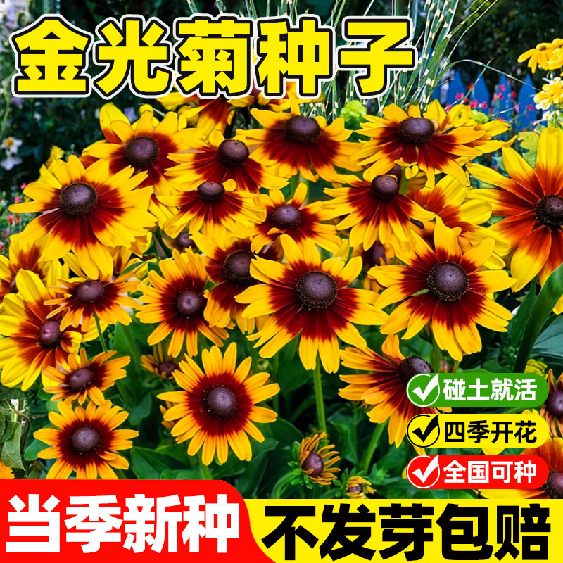金光菊种子四季播开花宿根图片