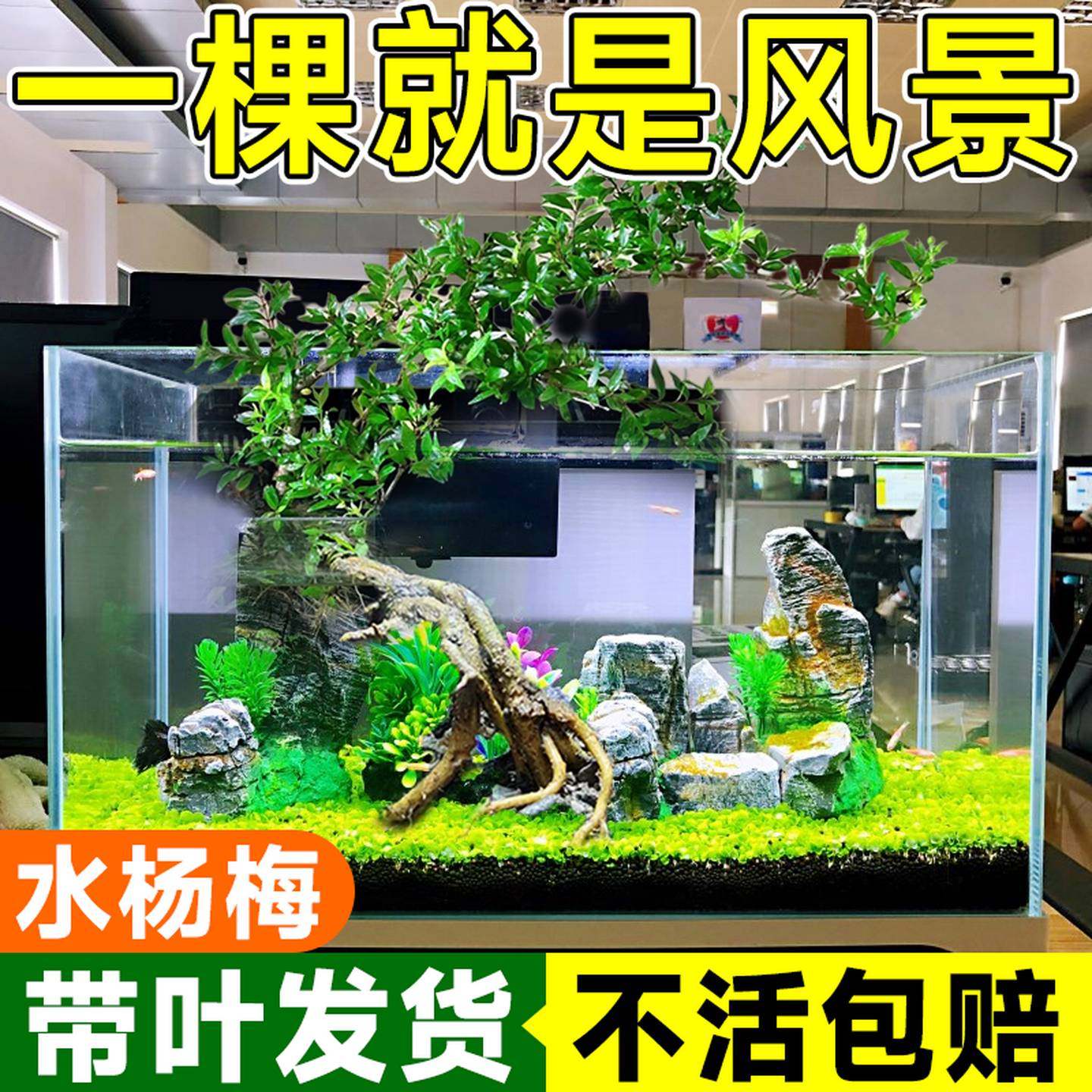 水杨梅鱼缸造景矮绿植盆景水杉挺水植物水培原生缸溪流缸飘枝老桩
