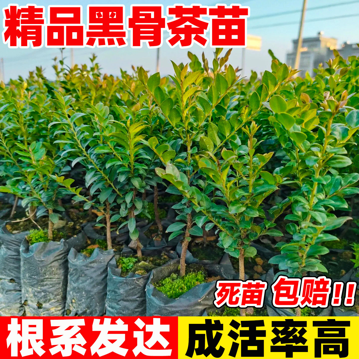 黑骨茶树苗盆栽台湾小叶紫檀树苗盆景阳台室内外四季常青绿植好养