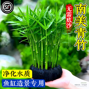 南美青竹水草鱼缸专用植物坨草净化水质养鱼造景增氧制氧阴性竹子