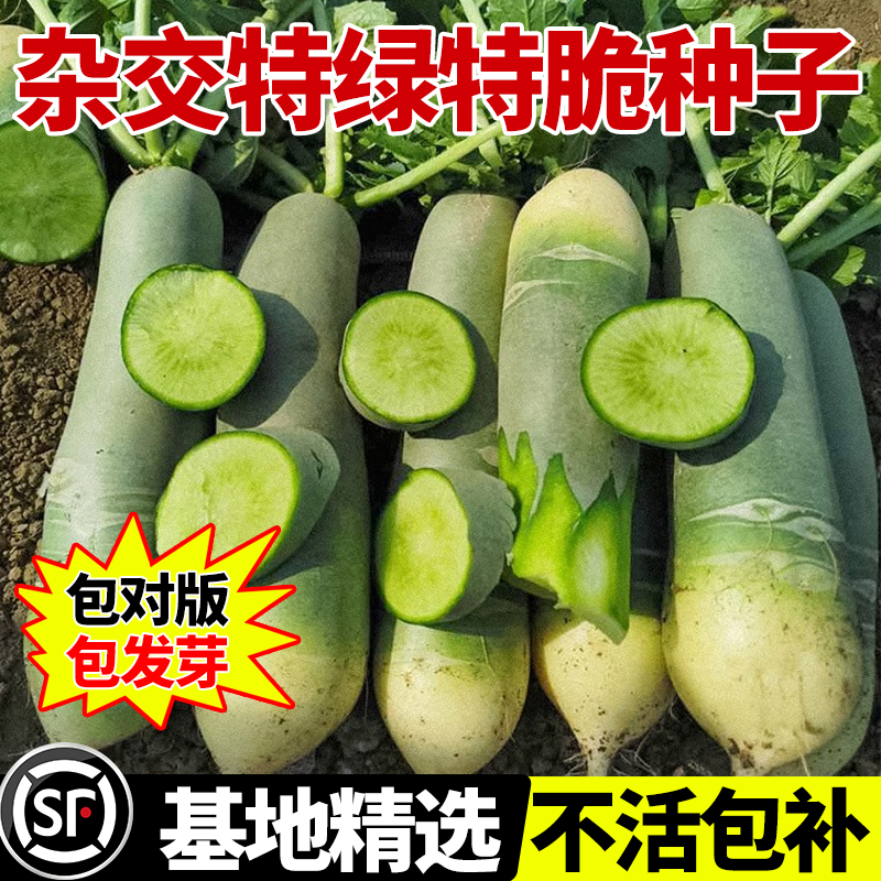 杂交特绿特翠萝卜种籽秋冬种植易