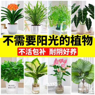 不需要阳光 植物室内桌面盆栽花卉绿植水培绿萝吊兰适合懒人养
