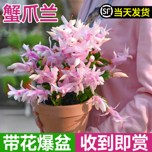 蟹爪兰树盆栽带花苞嫁接大苗多肉花苗精品不怕冻适合冬天种的花卉