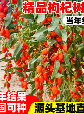 枸杞树苗宁夏新疆红色食用红枸杞