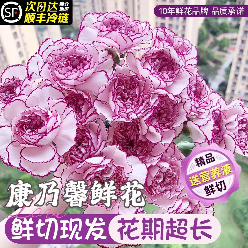 康乃馨鲜花带苞母亲节鲜切花成品