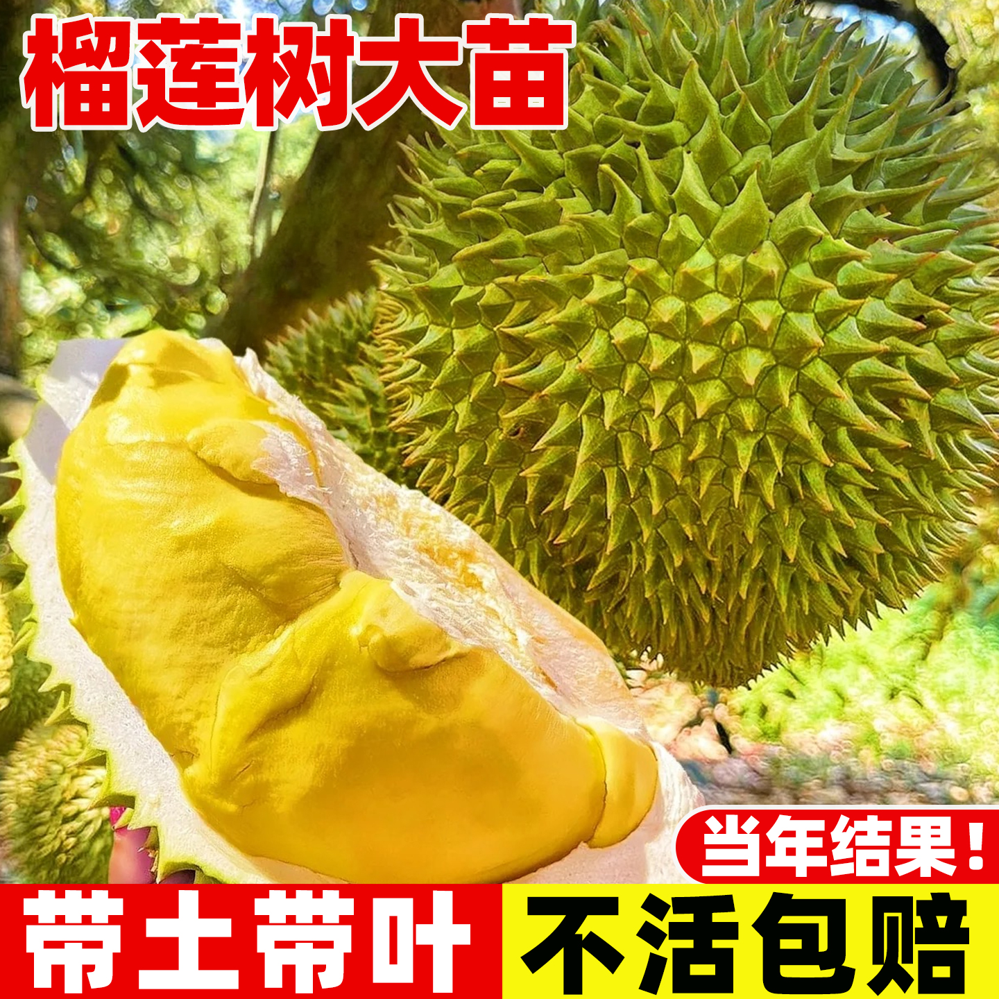 猫山王榴莲树果苗南北方种植耐寒