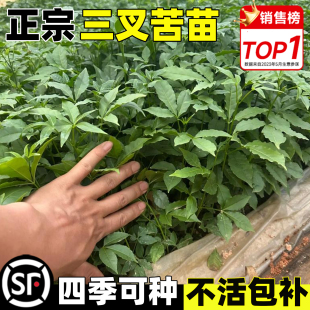 三叉苦树苗三桠苦正宗三丫苦药材种子苗四季种植高产落叶鸡骨树苗