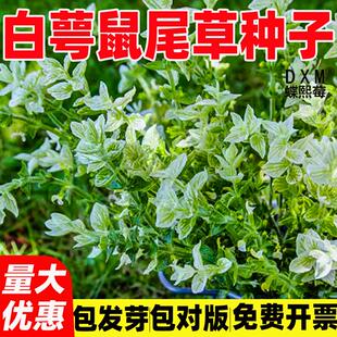 白萼鼠尾草种子可食用花坛盆栽彩苞蝶形洋苏草籽庭院花园耐热阳台