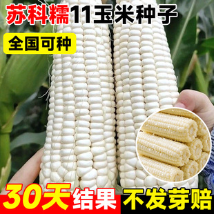 苏科糯11玉米种子早熟抗病高产易活春秋种植超甜软糯白玉米种籽孑